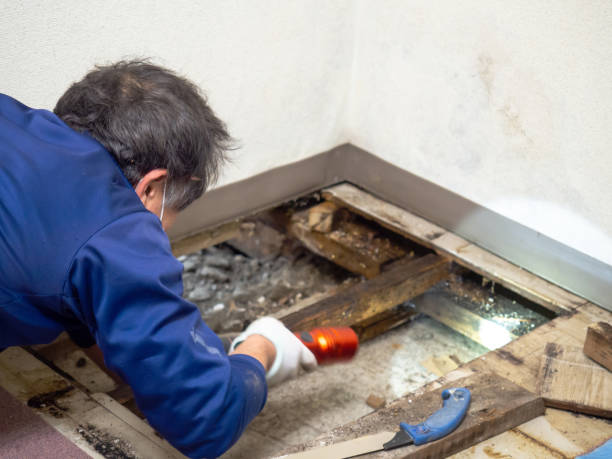 Best Localized Mold Remediation (e.g., coastal areas, humid climates) in San Dimas, CA