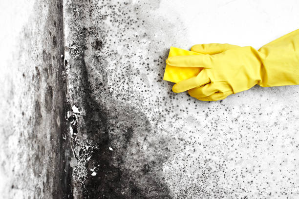 Best Black Mold Remediation in San Dimas, CA