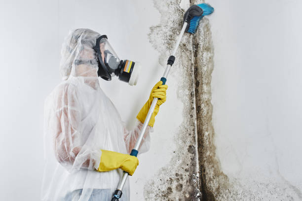 Best Attic Mold Remediation in San Dimas, CA