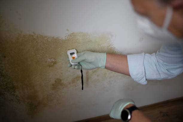 Best HVAC Mold Remediation in San Dimas, CA