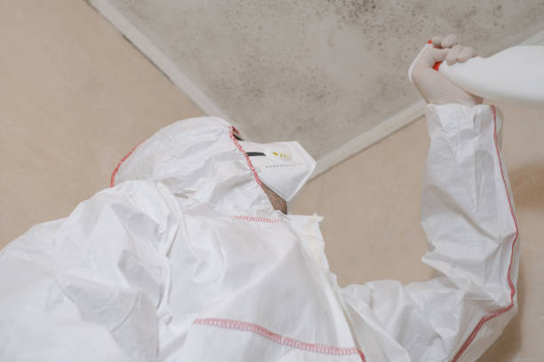 Best Mold Remediation for Schools in San Dimas, CA