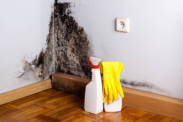 Best White Mold Remediation in San Dimas, CA
